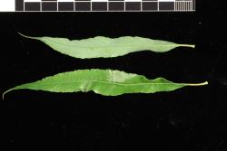 Salix acutifolia. Leaves with long-acuminate apices.
 Image: D. Glenny © Landcare Research 2020 CC BY 4.0